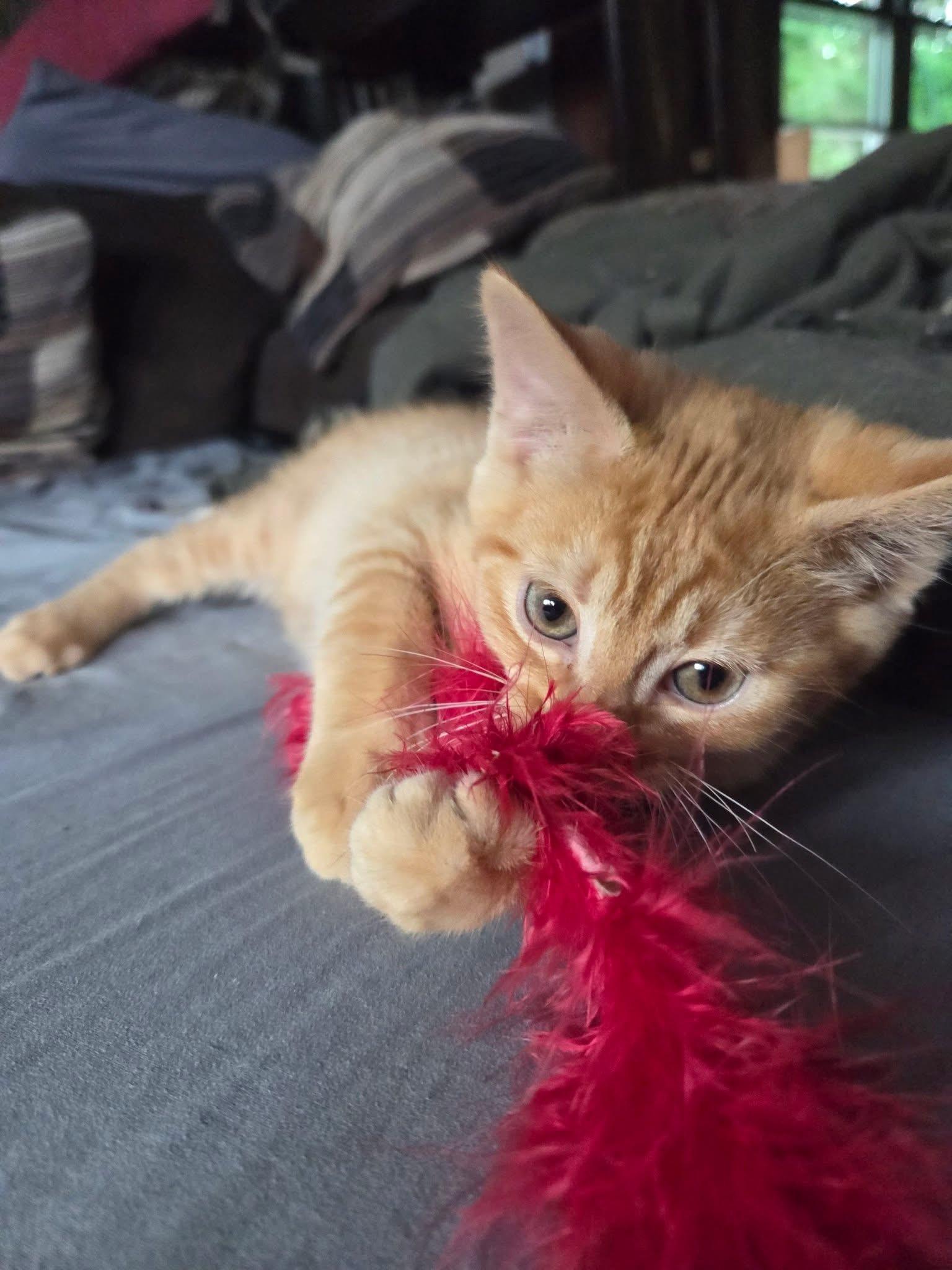 Enlarge Jonagold, an adopted Domestic Short Hair in Manhattan, KS image 4/5
