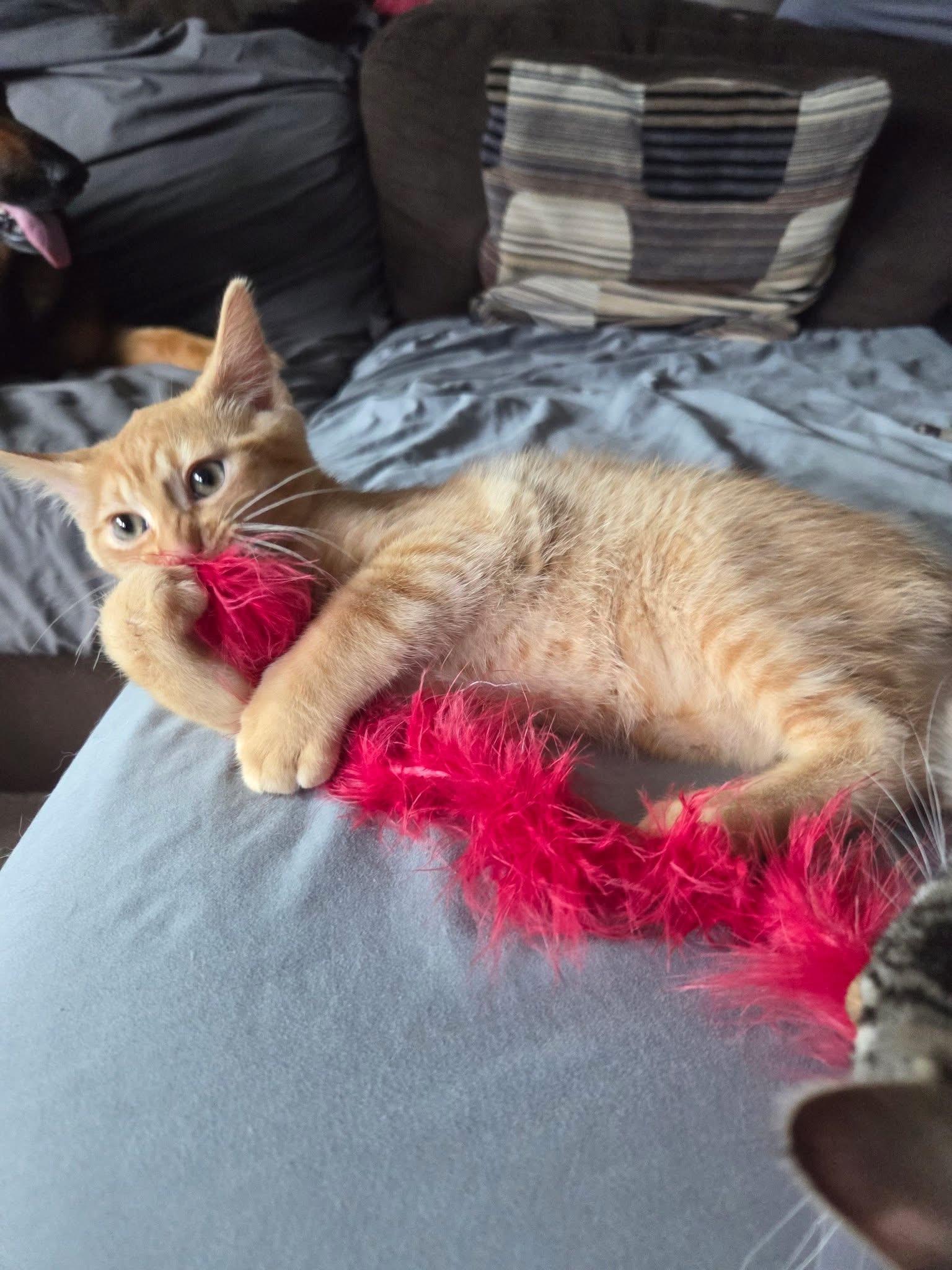 Enlarge Jonagold, an adopted Domestic Short Hair in Manhattan, KS image 5/5