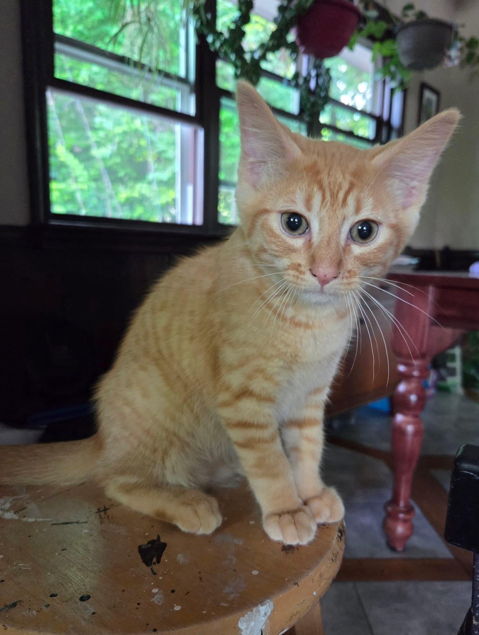 Enlarge Jonagold, an adopted Domestic Short Hair in Manhattan, KS image 3/5