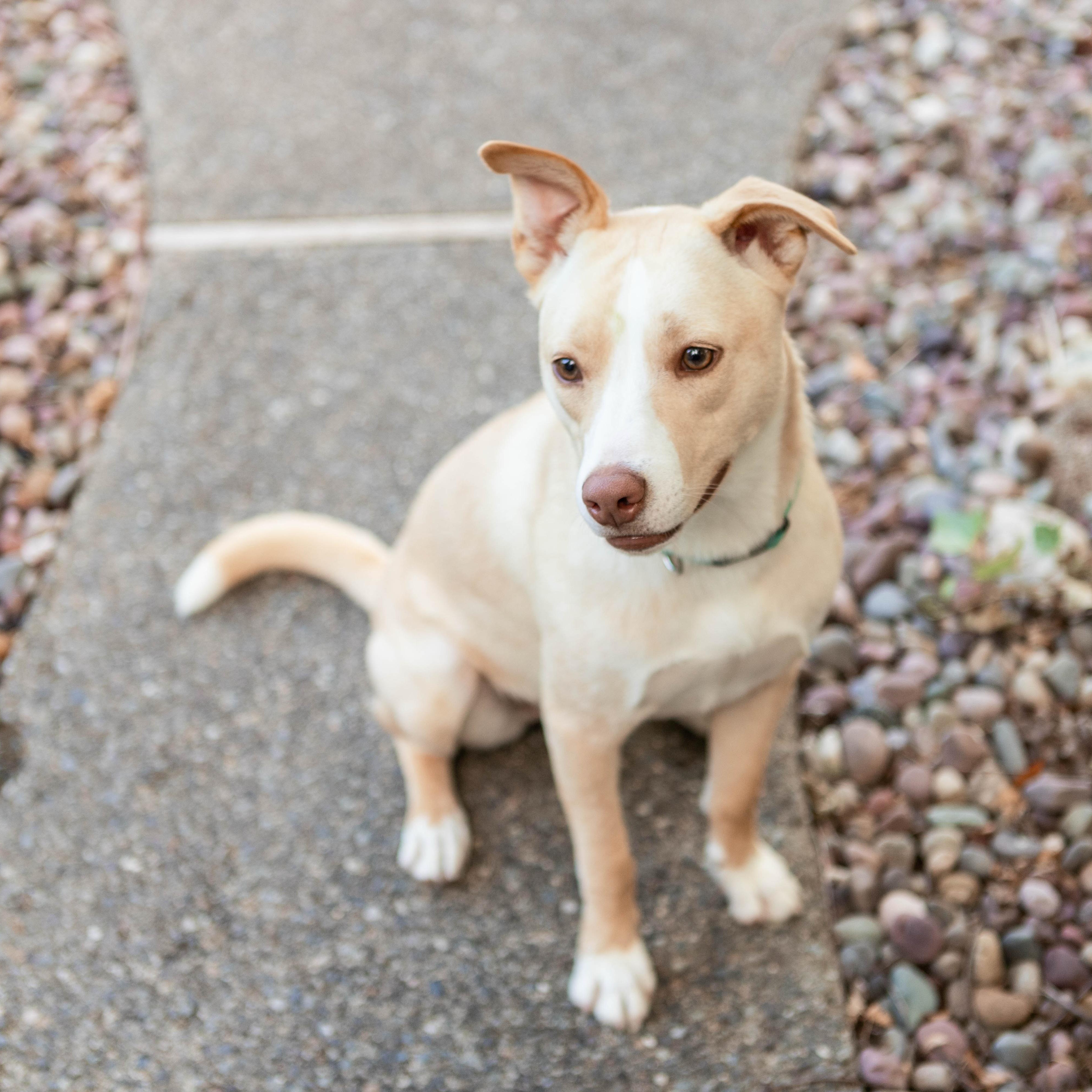 Enlarge Sabrina Carpenter, a Adopted mixed breed in Puyallup, WA image 1/6