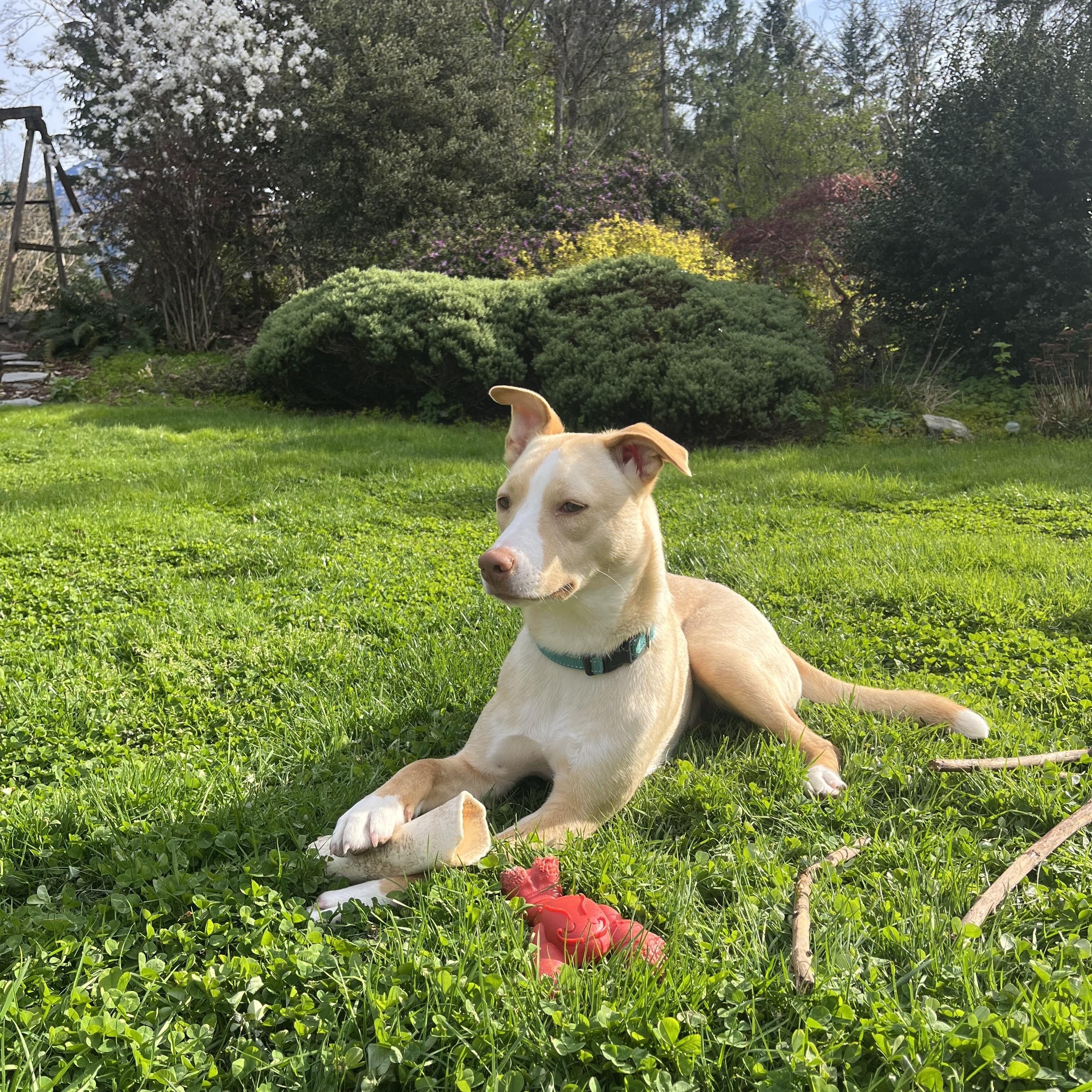 Enlarge Sabrina Carpenter, a Adopted mixed breed in Puyallup, WA image 2/6
