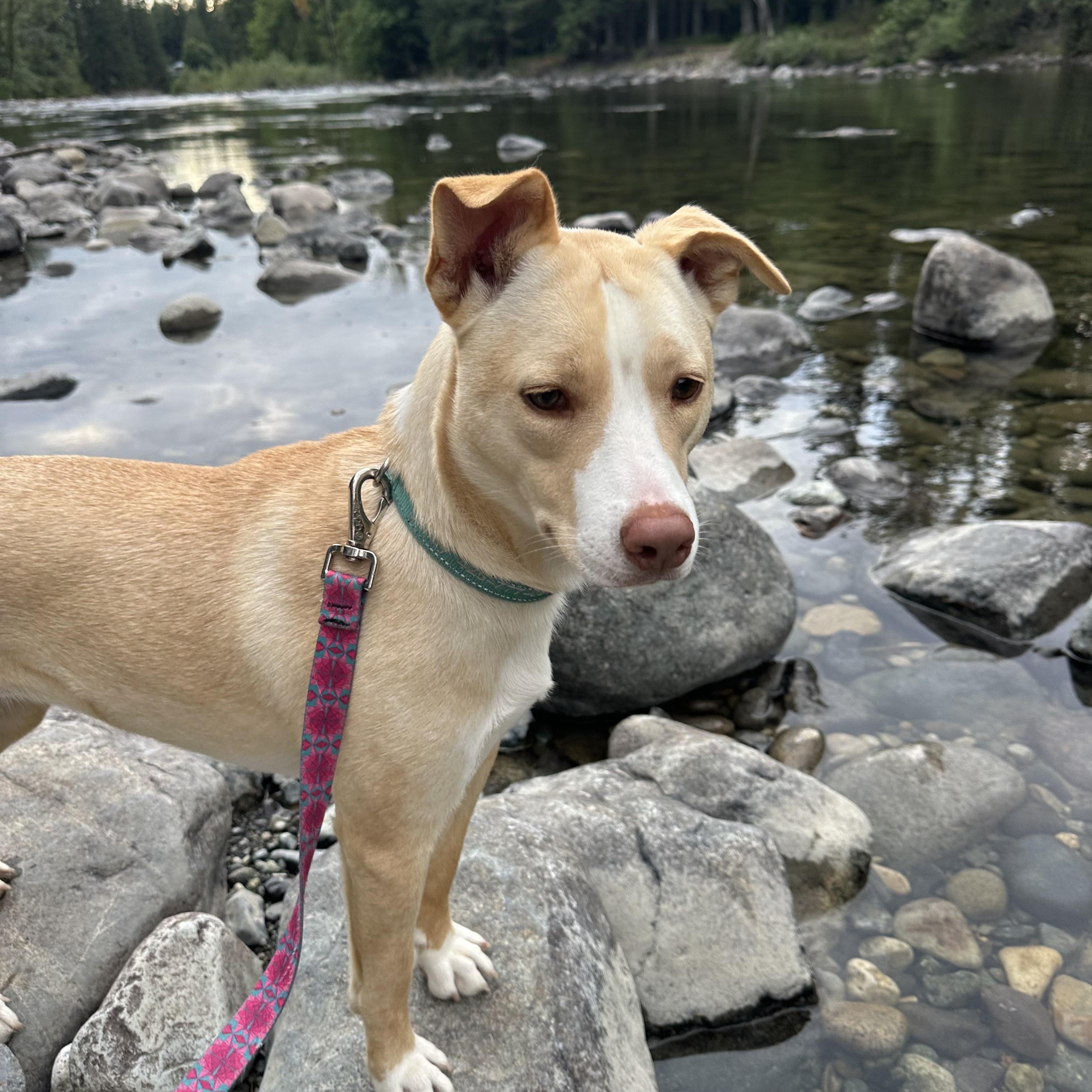 Enlarge Sabrina Carpenter, a Adopted mixed breed in Puyallup, WA image 5/6