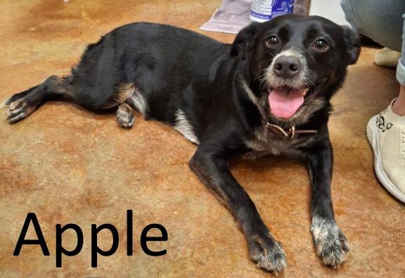 Apple, Adoptable, Adult Female Border Collie & Australian Kelpie.