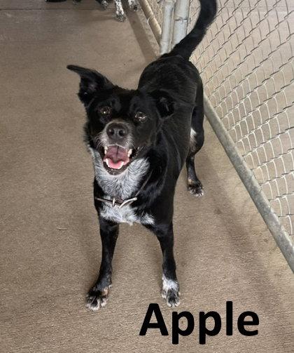 Enlarge Apple, a Adoptable mixed breed in Mountain View, AR image 2/3