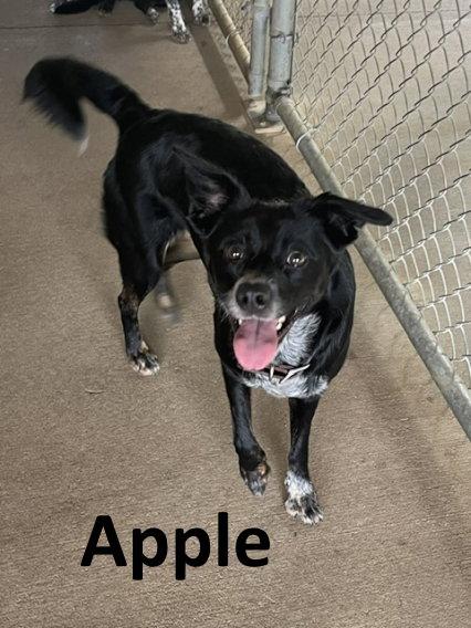 Enlarge Apple, a Adoptable mixed breed in Mountain View, AR image 3/3