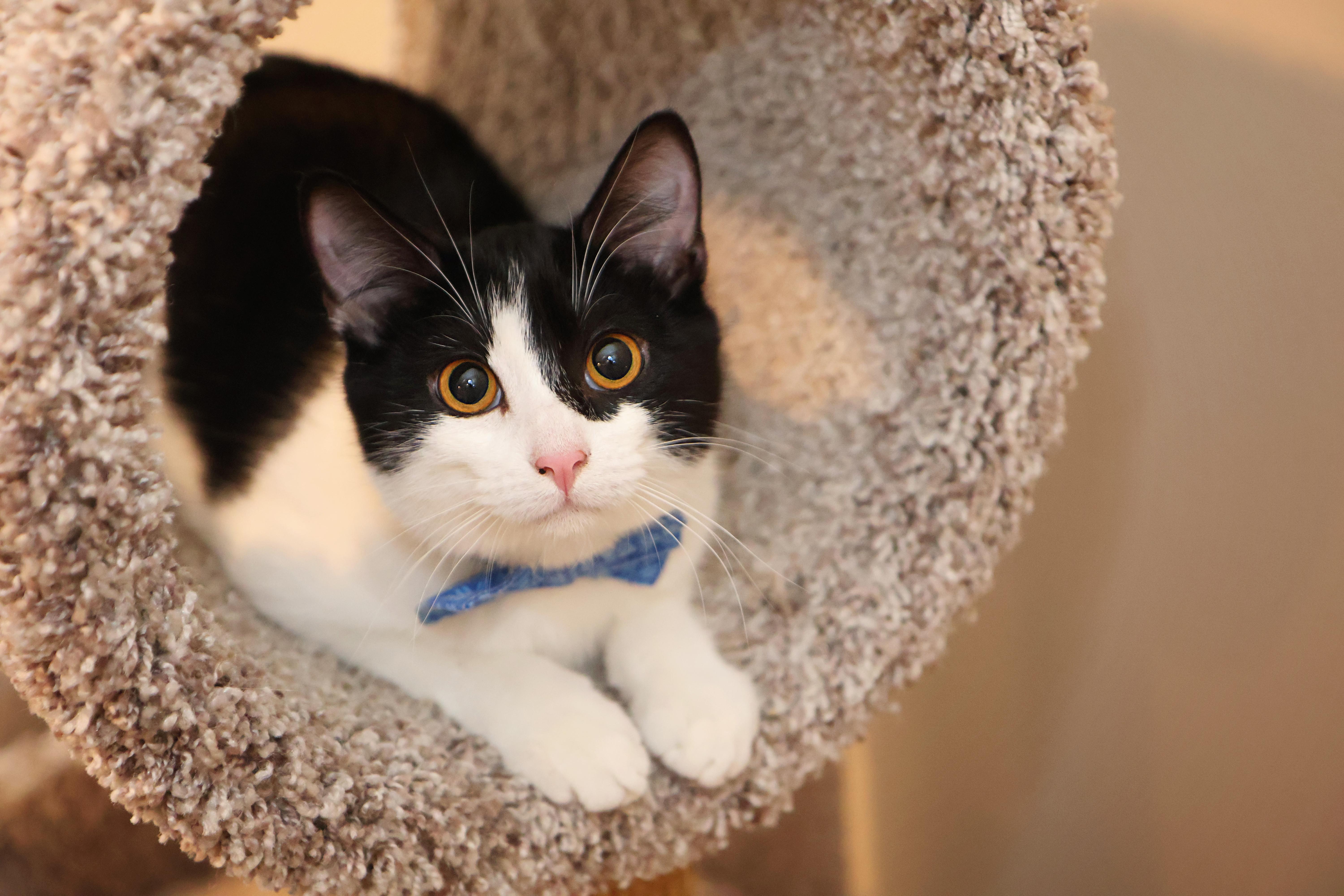 Enlarge Mattie, a Adoptable Tuxedo in Mission, KS image 1/2
