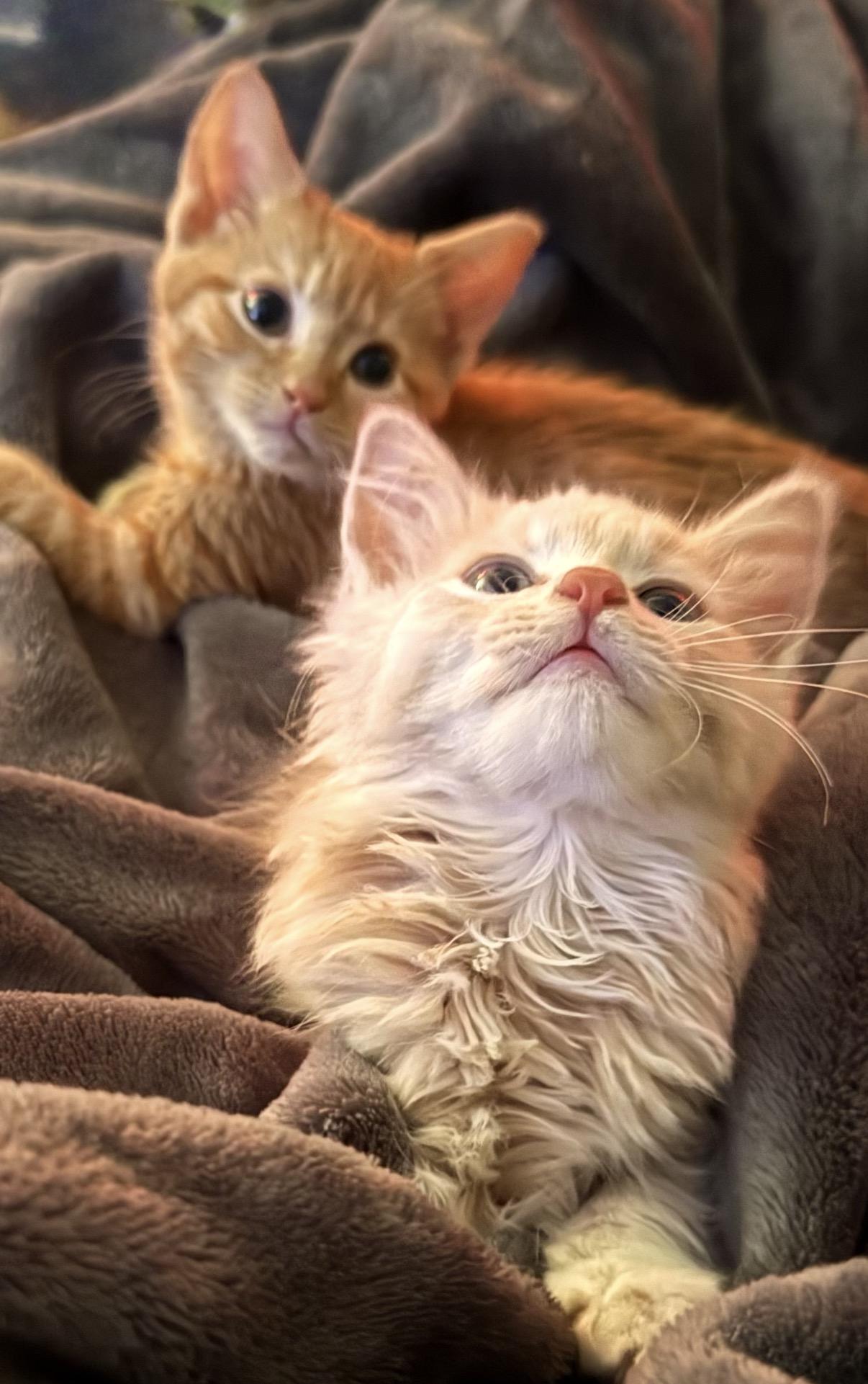 Floofy, ADOPTABLE, Young Male Domestic Long Hair.