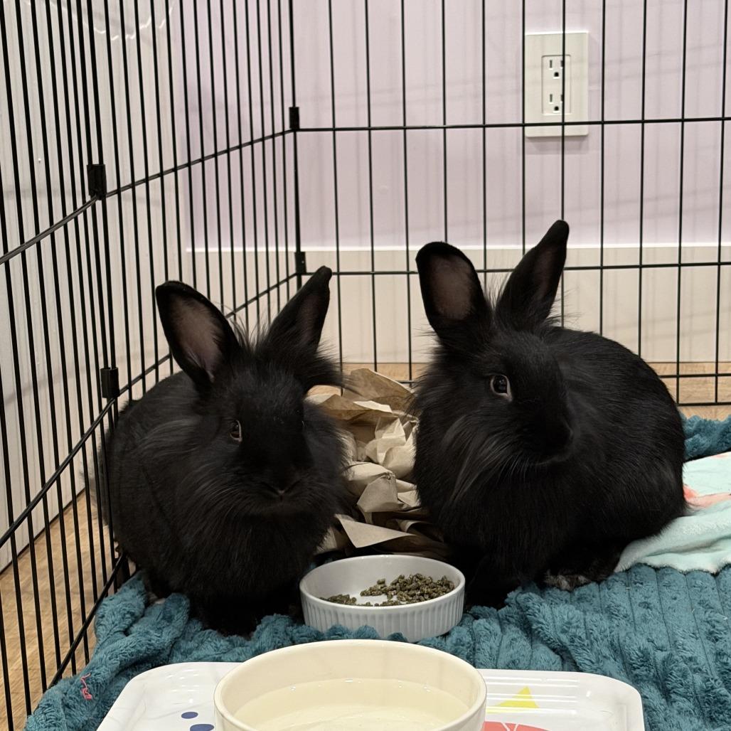 Lulu, Adoptable, Young Female Lionhead.