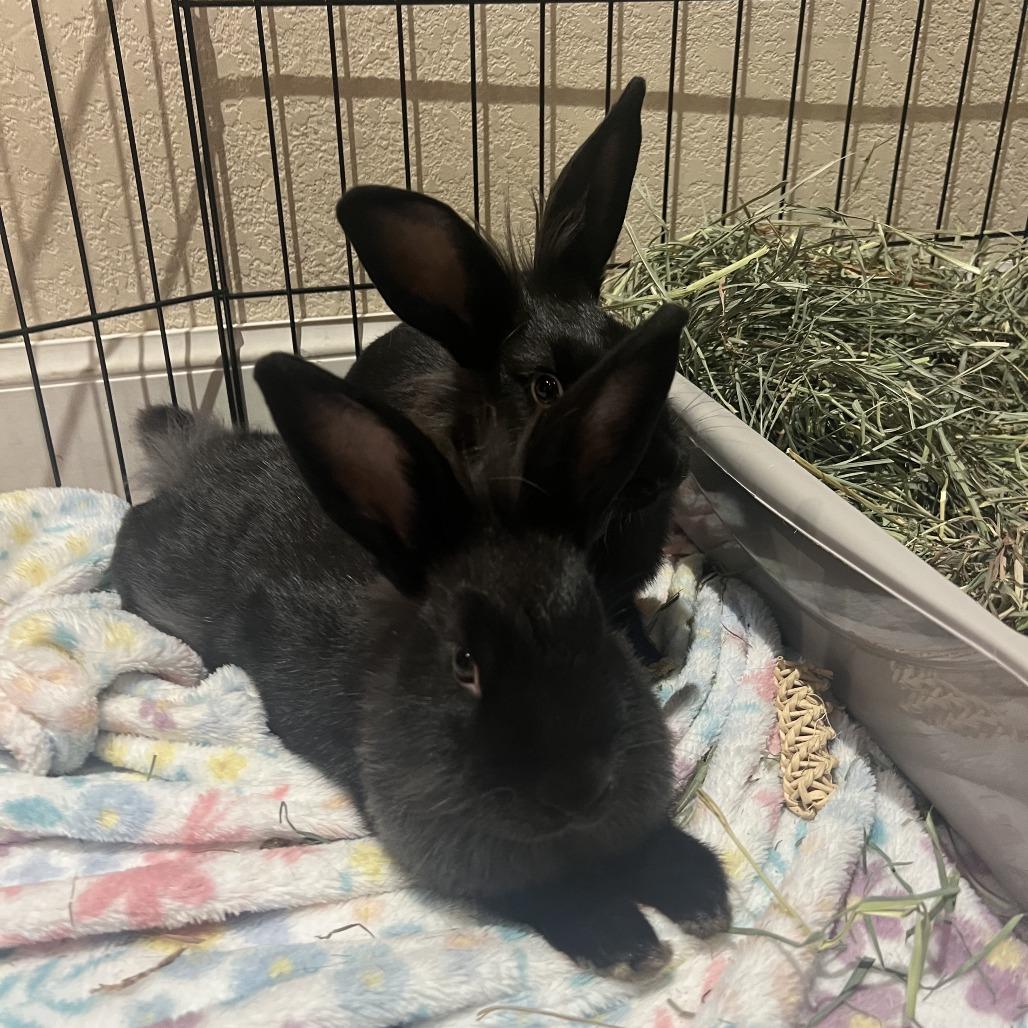 Lulu, Adoptable, Young Female American.