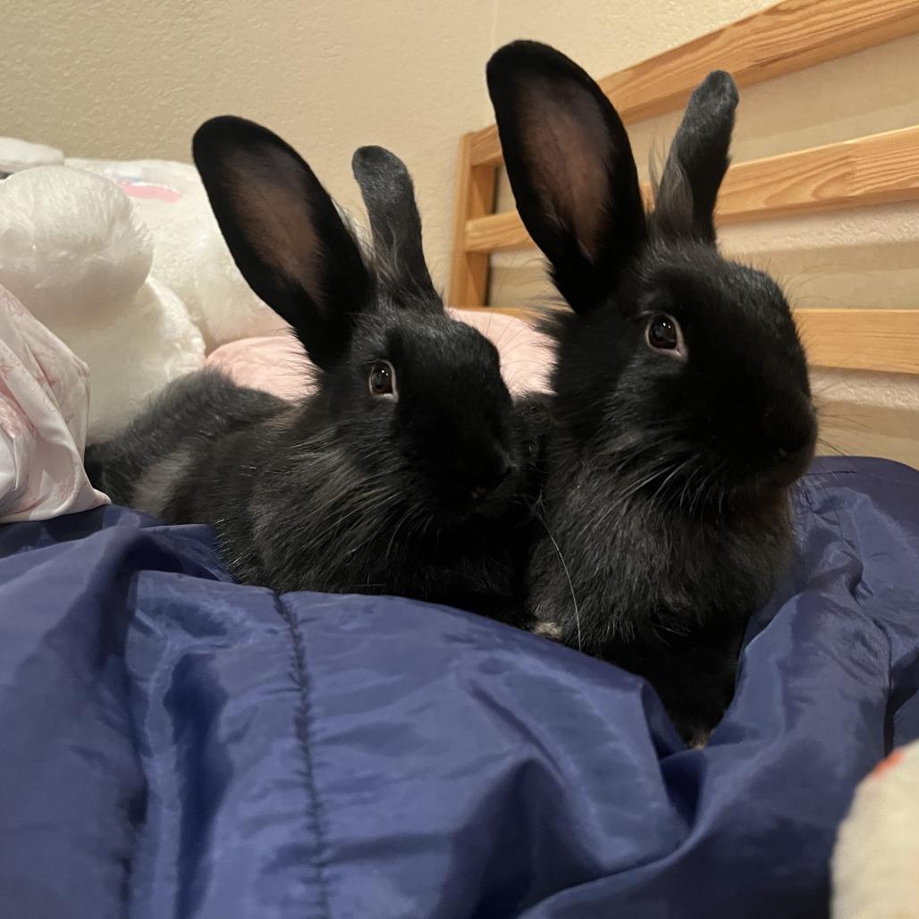 Enlarge Lulu, a Adoptable American in Richmond, CA image 2/6