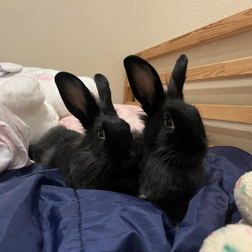 Enlarge Lulu, a Adoptable American in Richmond, CA image 3/6