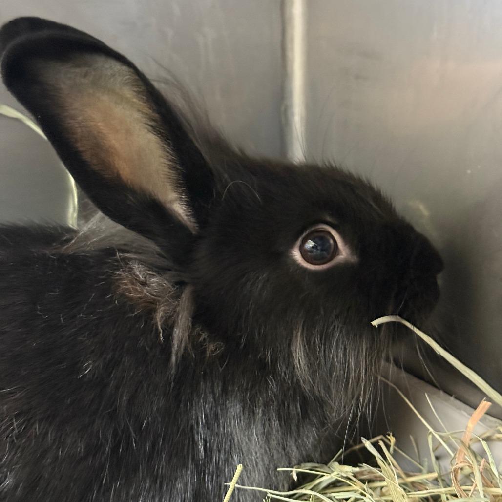 Enlarge Lulu, a Adoptable American in Richmond, CA image 4/6