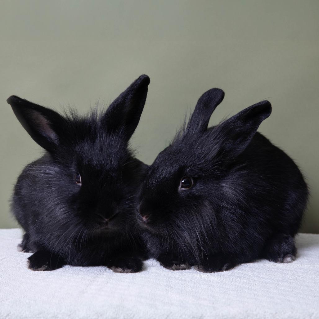 Enlarge Lulu, a Adoptable American in Richmond, CA image 5/6