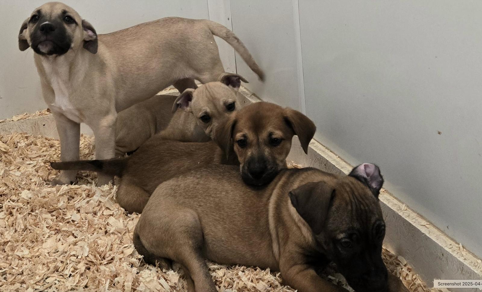 Enlarge Choc Lab/Feist Pups Girls, a Adoptable mixed breed in Coatesville, PA image 1/1