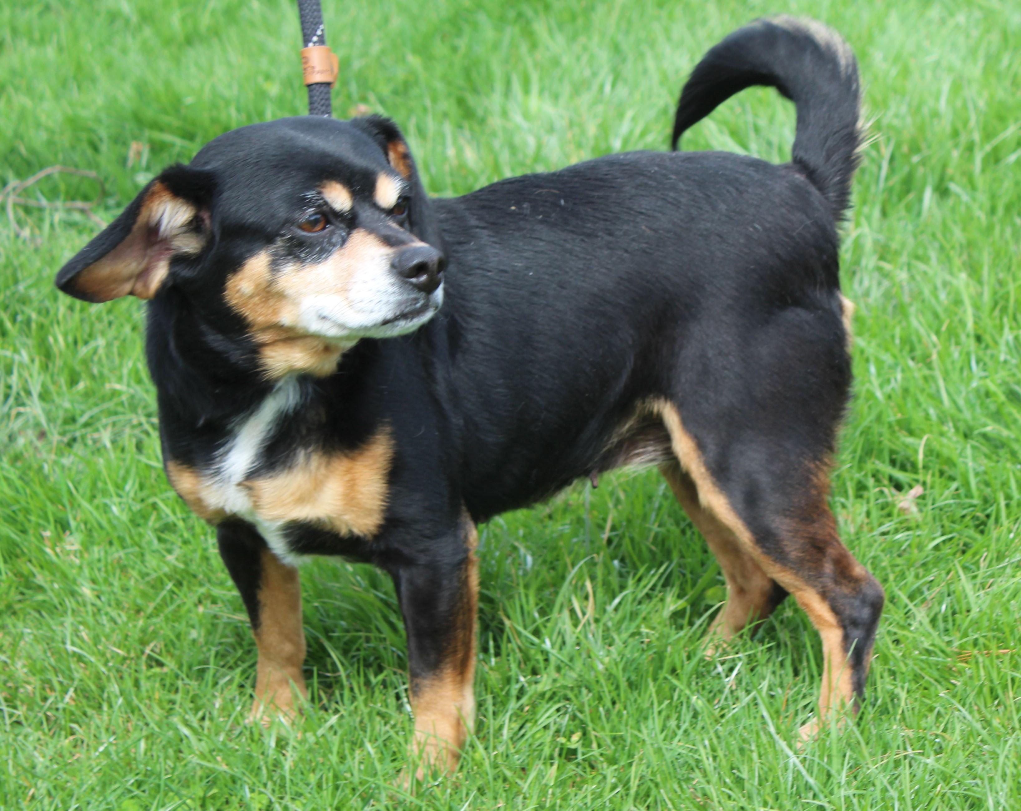 Enlarge Snuggles (11640), an adopted mixed breed in Heath, OH image 1/2