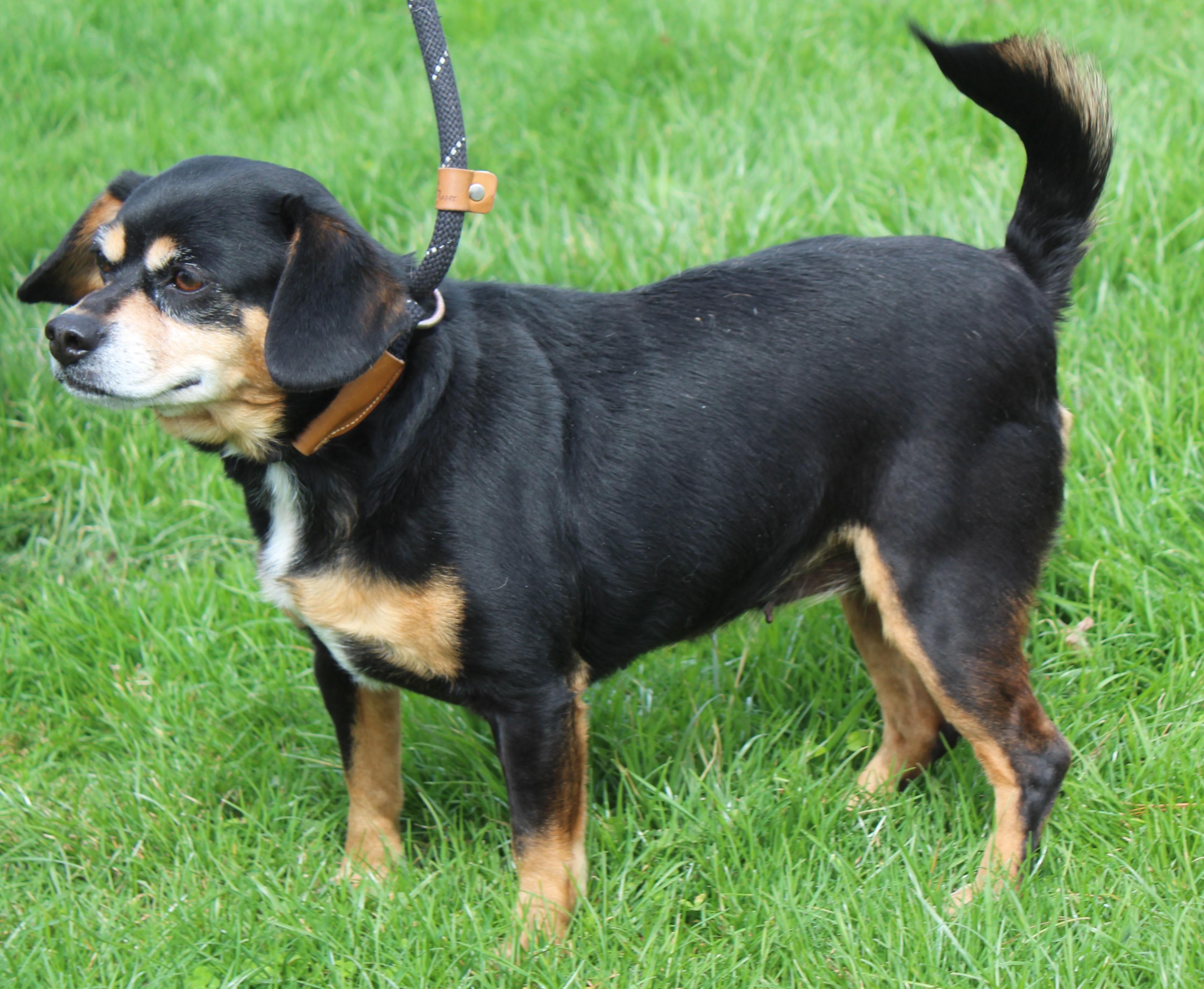 Enlarge Snuggles (11640), an adopted mixed breed in Heath, OH image 2/2