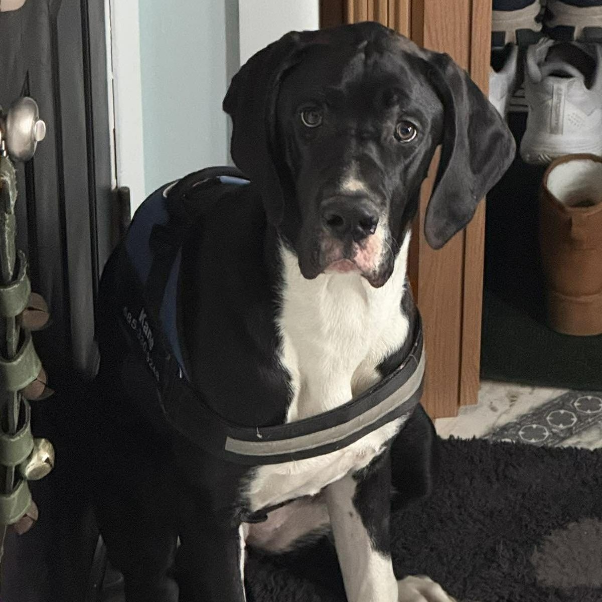 Enlarge Cassie, an adoptable Great Dane in Rochester, NY image 5/6