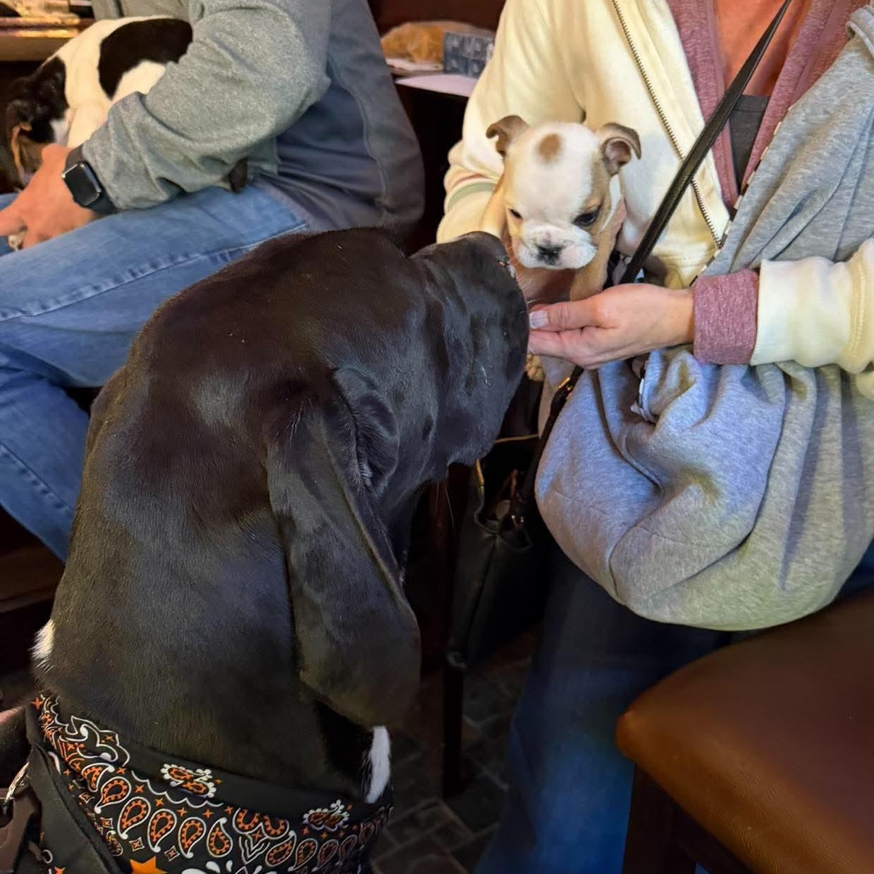 Cassie, an adoptable Great Dane in Rochester, NY image 2/6