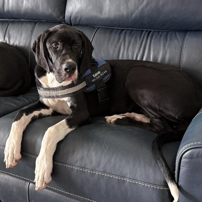 Enlarge Cassie, an adoptable Great Dane in Rochester, NY image 4/6