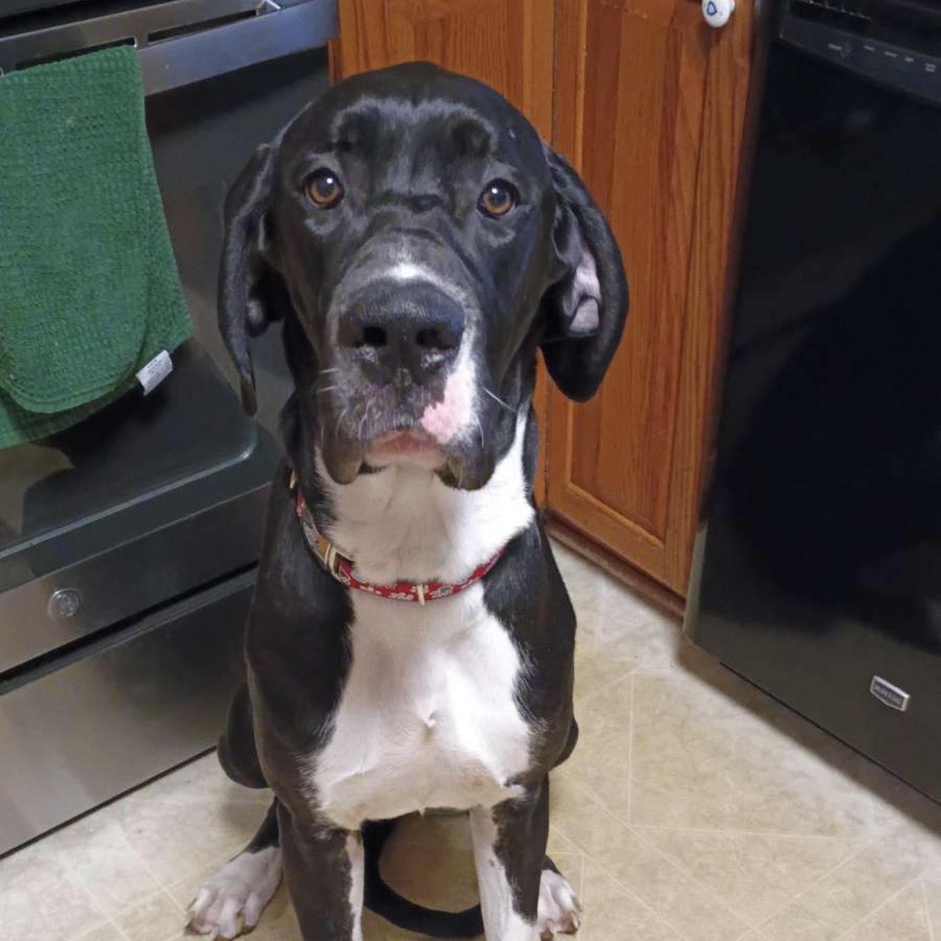 Cassie, adoptable, Puppy Female Great Dane.