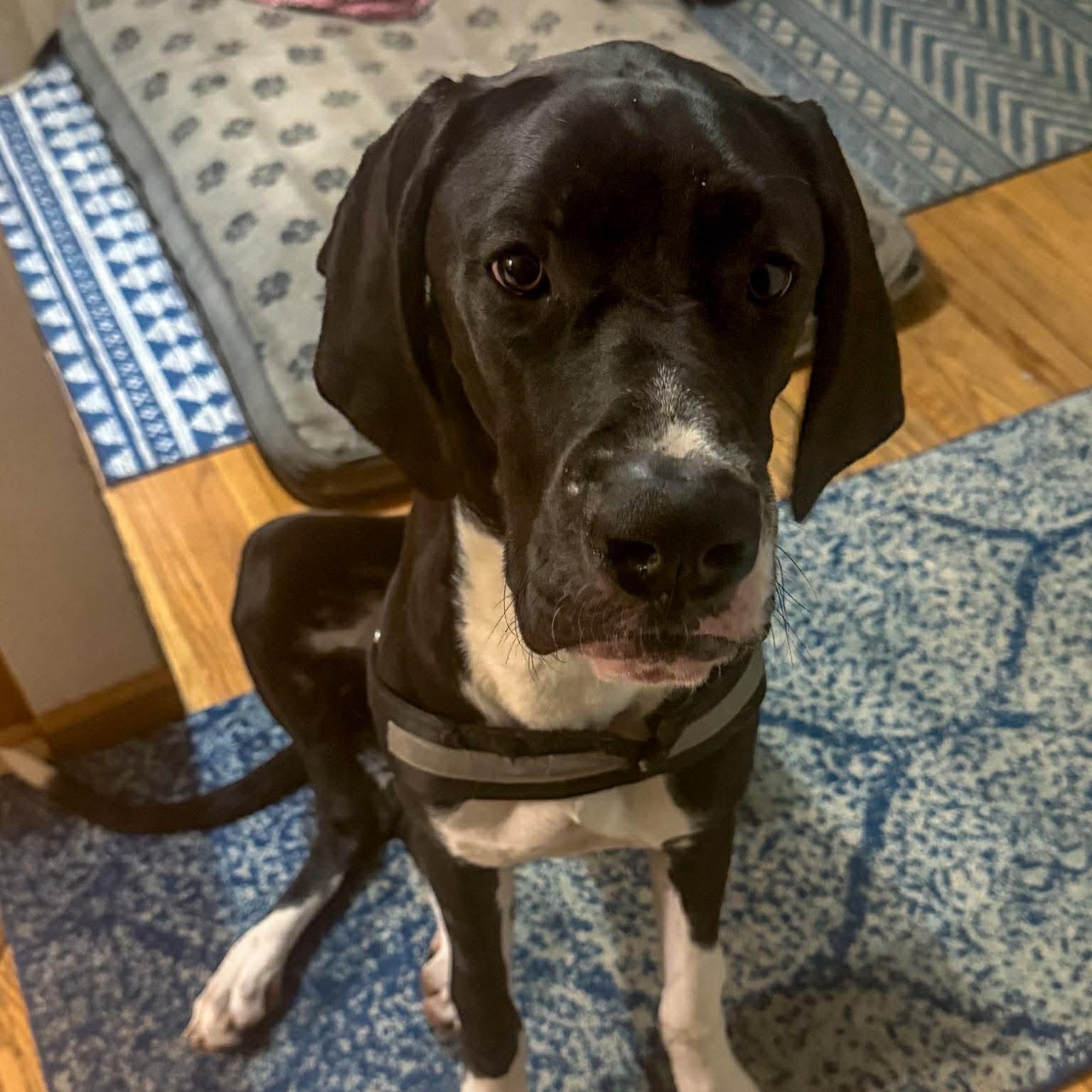 Enlarge Cassie, an adoptable Great Dane in Rochester, NY image 2/6