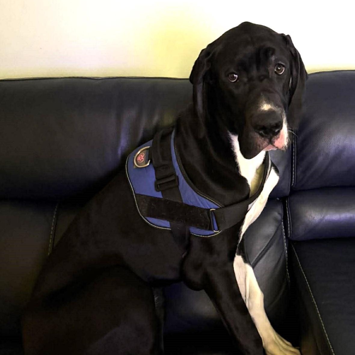 Enlarge Cassie, an adoptable Great Dane in Rochester, NY image 3/6