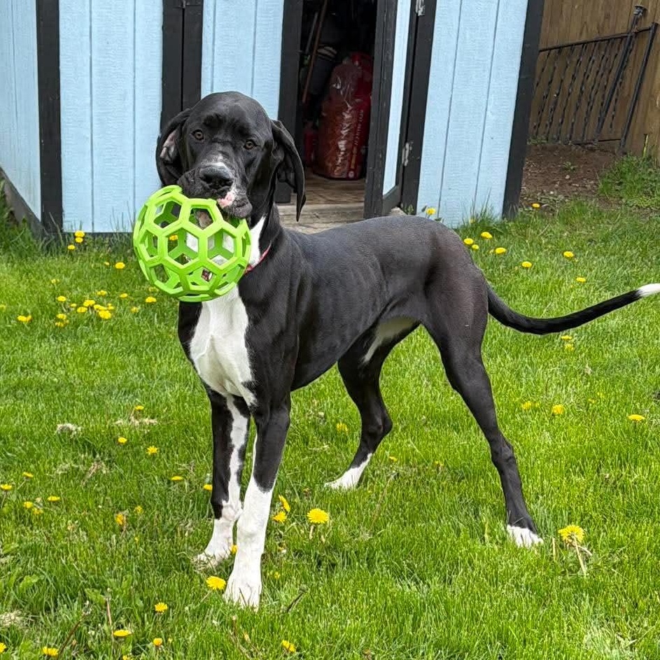 Cassie, an adoptable Great Dane in Rochester, NY image 5/6
