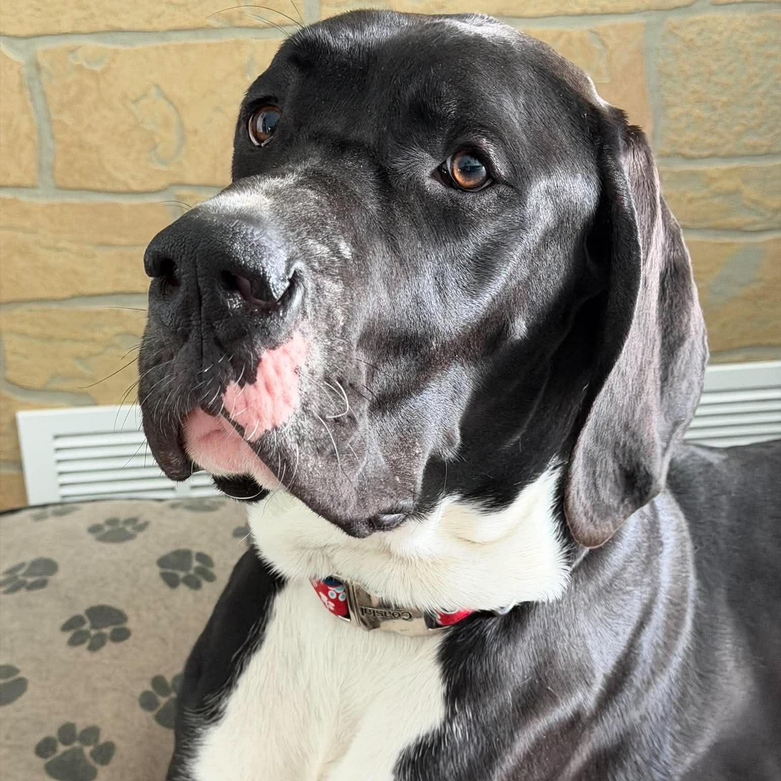 Cassie, an adoptable Great Dane in Rochester, NY image 6/6