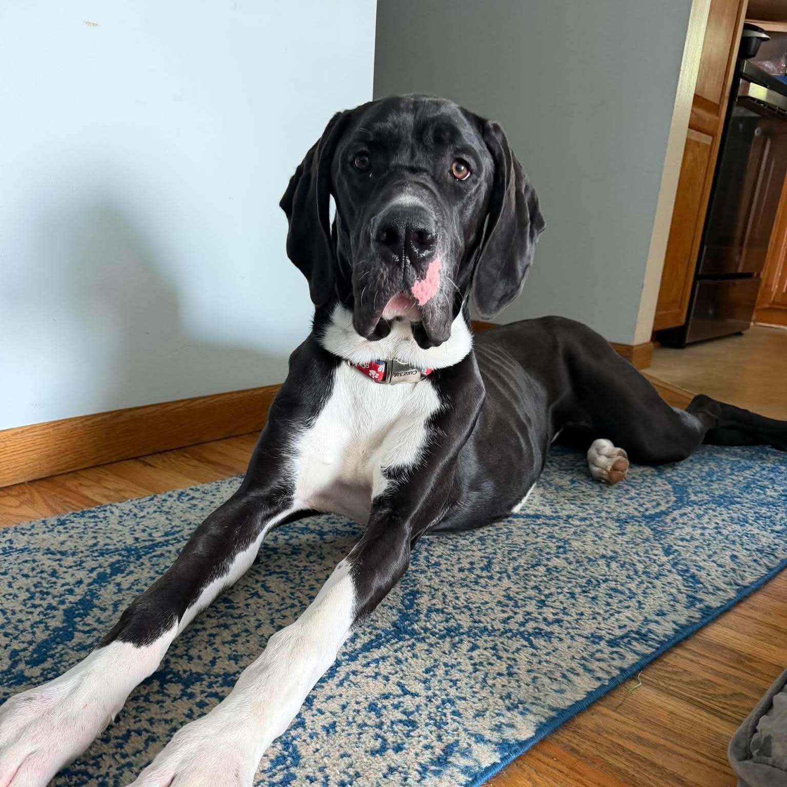 Cassie, adoptable, Puppy Female Great Dane.