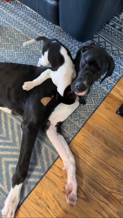 Enlarge Cassie, an adoptable Great Dane in Rochester, NY video 3/6