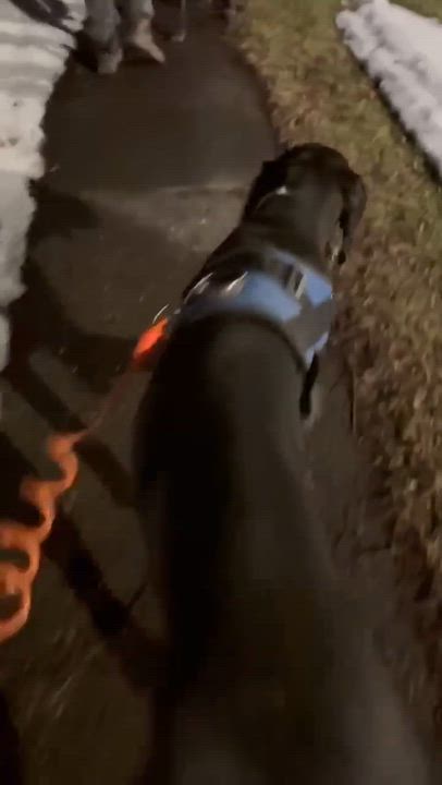 Enlarge Cassie, an adoptable Great Dane in Rochester, NY video 6/6