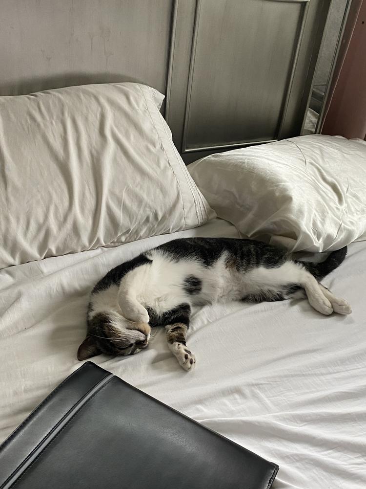 Jonah, Adoptable, Adult Male Domestic Short Hair.
