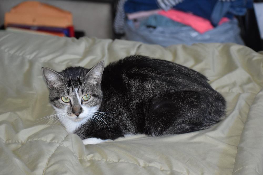 Enlarge Jonah, a Adoptable mixed breed in Lafayette, CO image 3/6