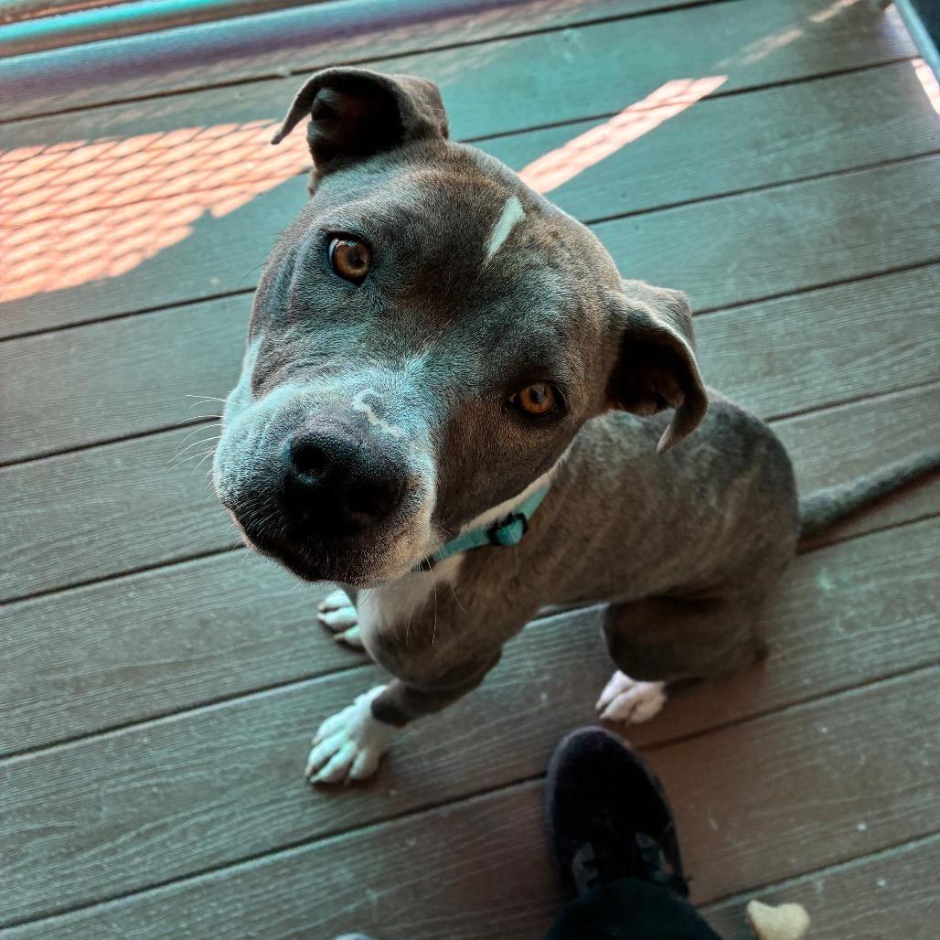 Marge, Adoptable, Young Female Pit Bull Terrier.