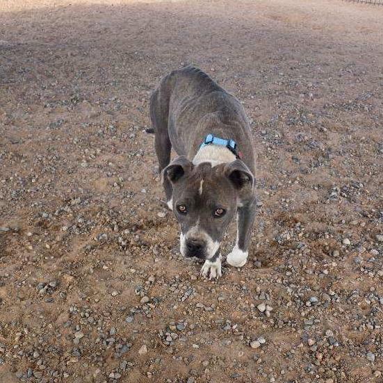 Enlarge Marge, a Adoptable Pit Bull Terrier in Bernalillo, NM image 2/6
