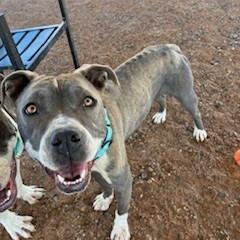 Enlarge Marge, a Adoptable Pit Bull Terrier in Bernalillo, NM image 3/6