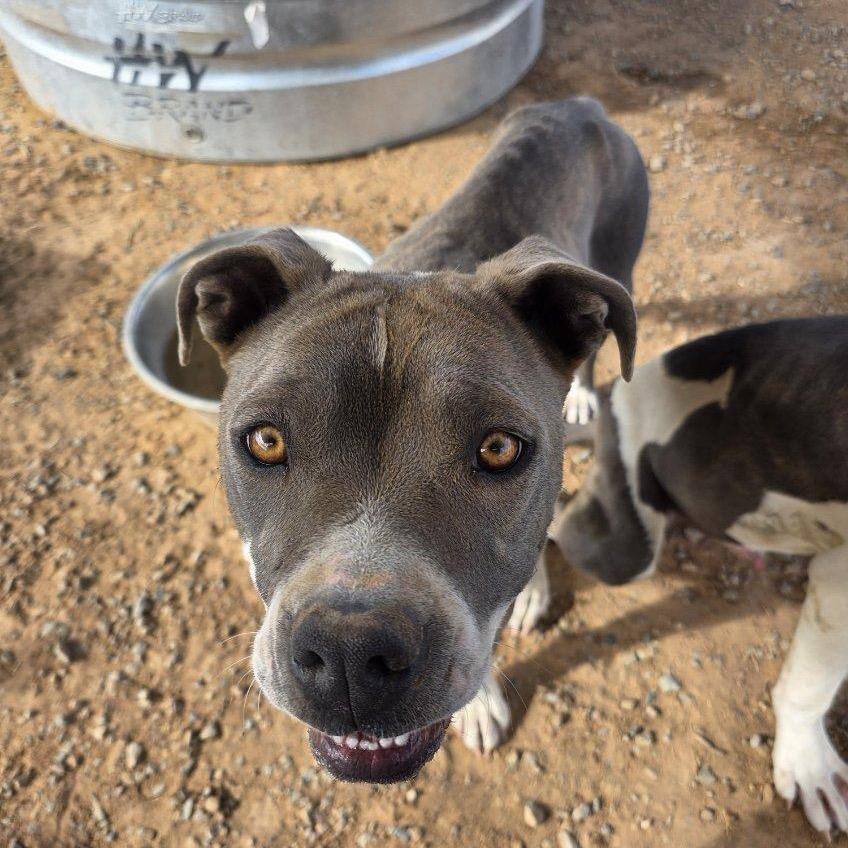 Enlarge Marge, a Adoptable Pit Bull Terrier in Bernalillo, NM image 4/6