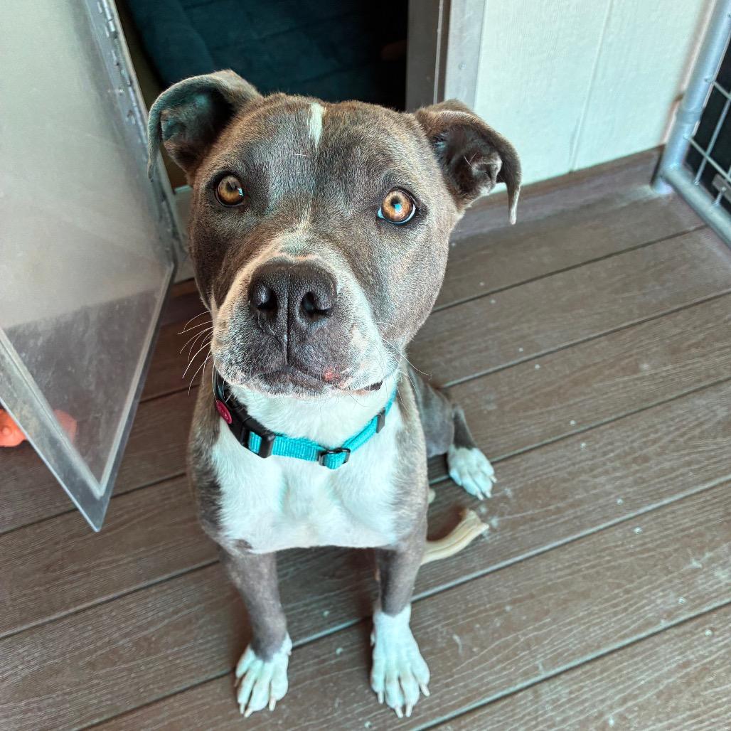 Enlarge Marge, a Adoptable Pit Bull Terrier in Bernalillo, NM image 5/6