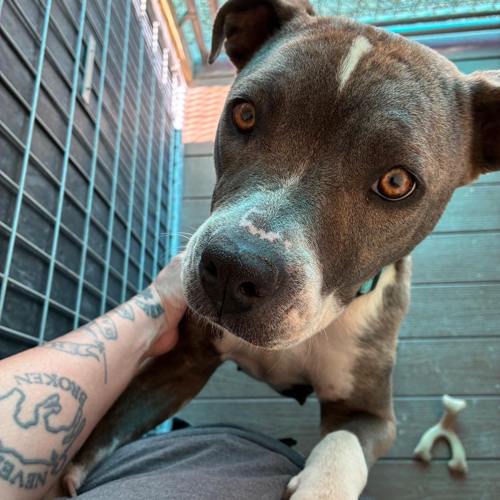 Enlarge Marge, a Adoptable Pit Bull Terrier in Bernalillo, NM image 6/6
