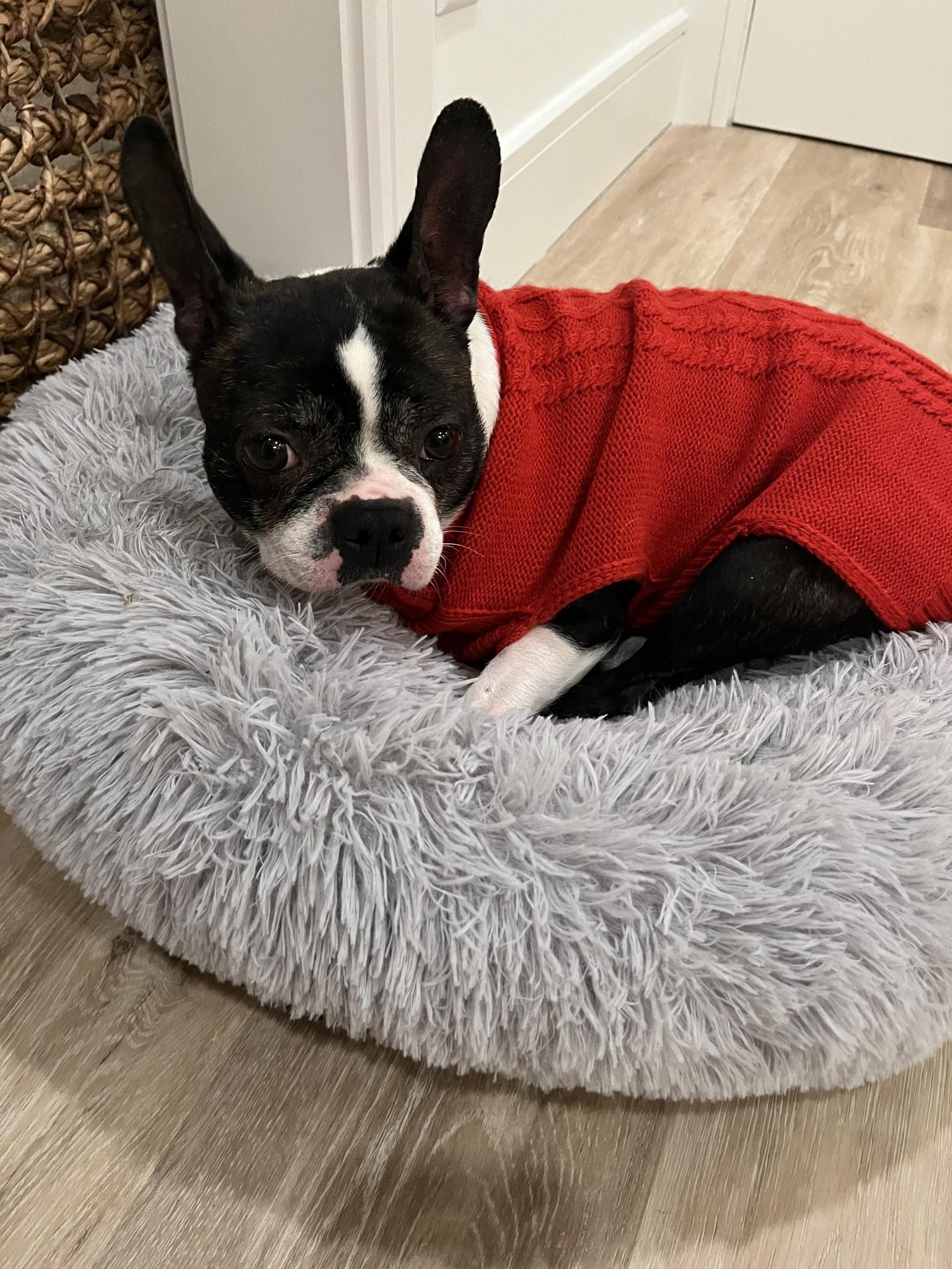 Enlarge Penny, an adopted Boston Terrier in New York, NY image 2/2