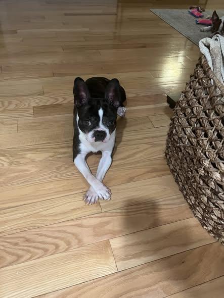 Penny, adopted, Adult Female Boston Terrier.