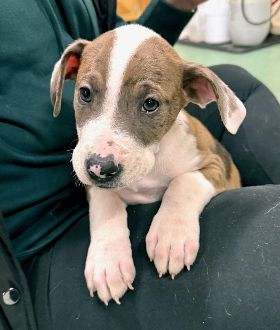 YALE, a Adopted mixed breed in GILBERTS, IL image 1/3