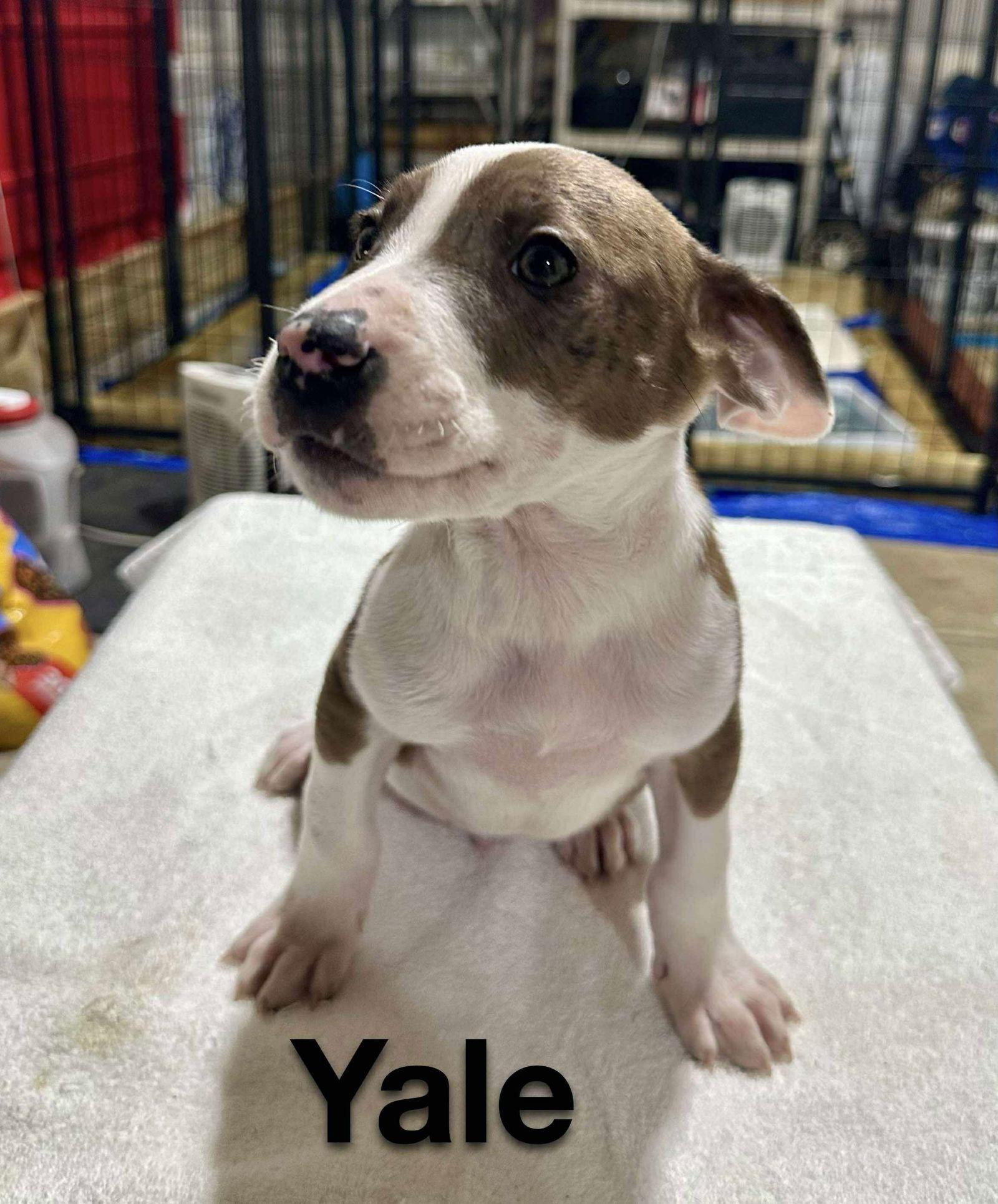 YALE, a Adopted mixed breed in GILBERTS, IL image 2/3
