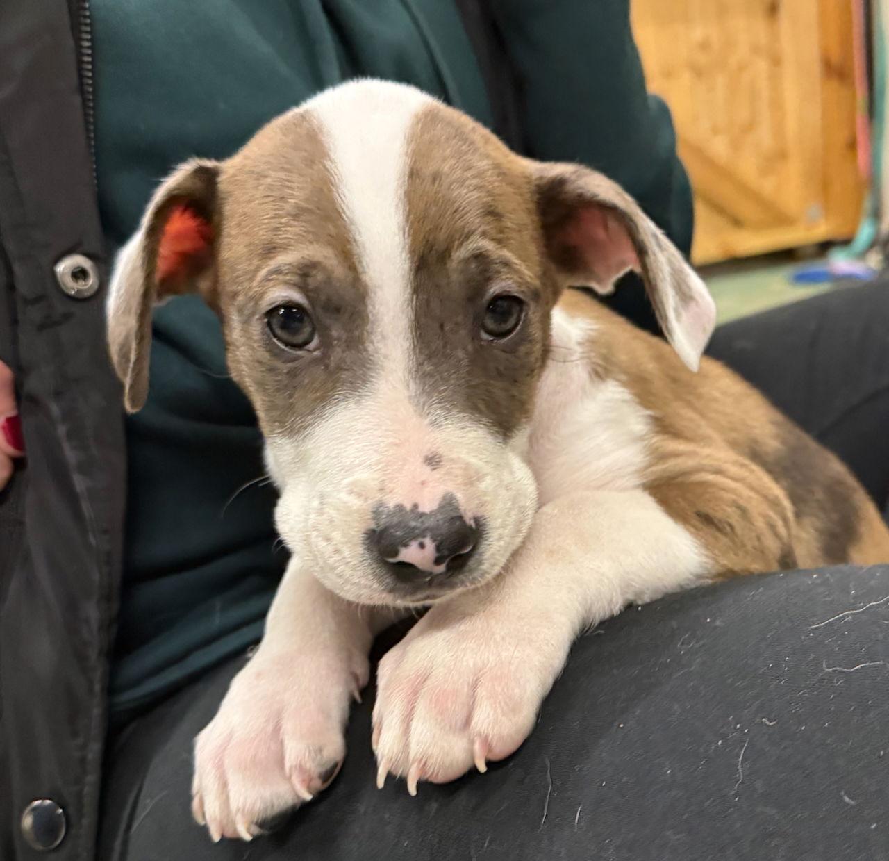 YALE, a Adopted mixed breed in GILBERTS, IL image 3/3