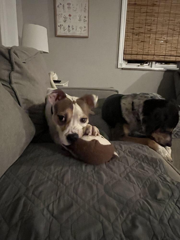 Enlarge Holly, a Adoptable mixed breed in Springdale, PA image 1/6