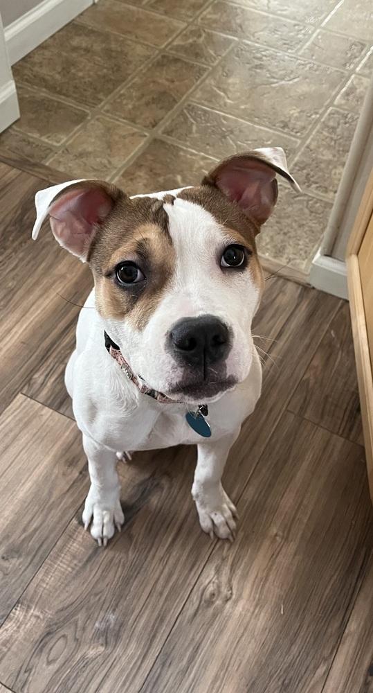 Holly, Adoptable, Puppy Female Terrier.