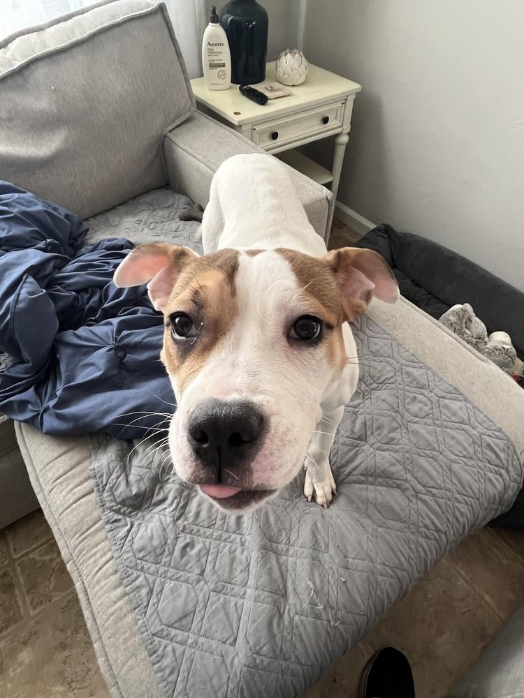 Enlarge Holly, a Adoptable mixed breed in Springdale, PA image 3/6