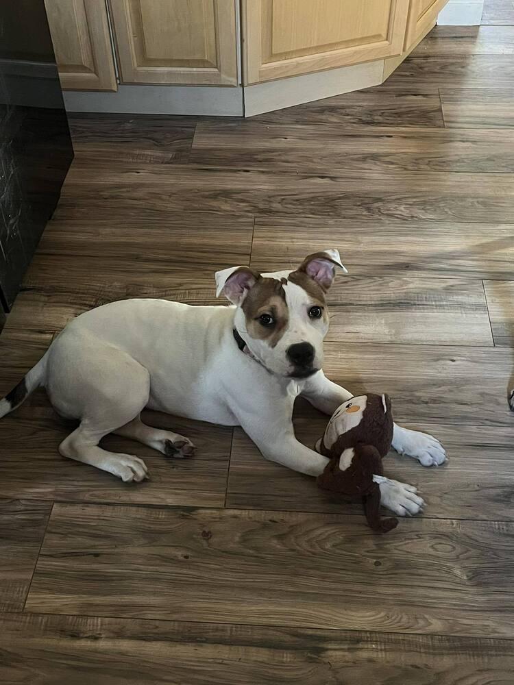 Enlarge Holly, a Adoptable mixed breed in Springdale, PA image 5/6