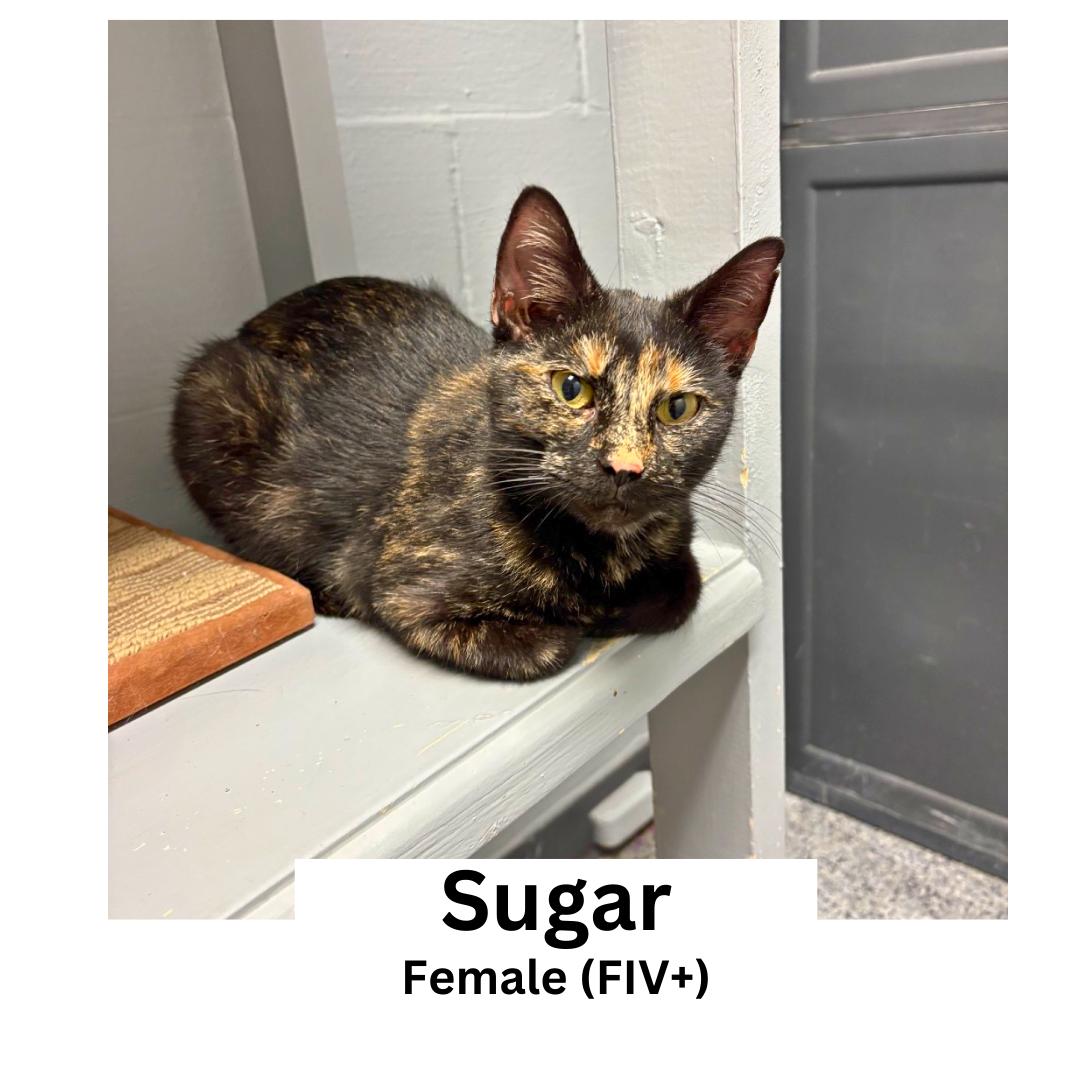 Sugar, Adoptable, Adult Female Domestic Short Hair.
