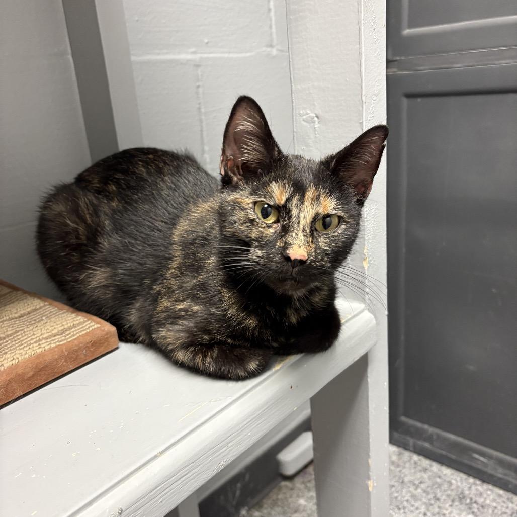 Sugar, Adoptable, Adult Female Domestic Short Hair.